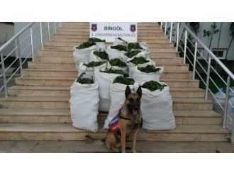 Bingöl’de Uyuşturucu Operasyonu