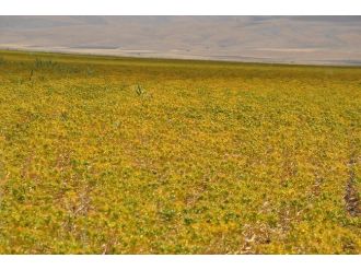 Muş Ovası’nda Aspir Üretimi