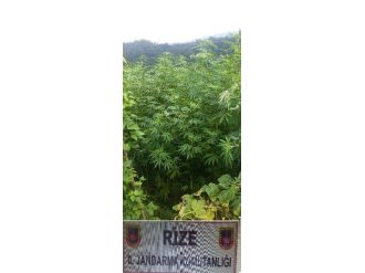 Jandarmadan Uyuşturucuya Darbe