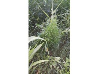 Tarlada 265 Bin 860 Kök Kenevir Ele Geçirildi