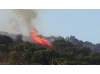 Kocaeli’deki Orman Yangını Söndürüldü