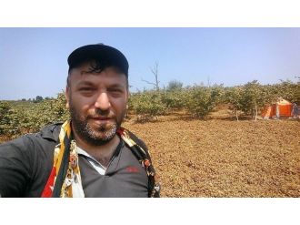 Batı Karadeniz Sahilde Fındık Toplanmaya Başlandı