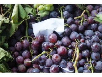 Tekirdağ’ın Meşhur Üzümü Pazardaki Yerini Aldı