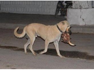 Köpek Koskoca Dana Kafasını Böyle Götürdü