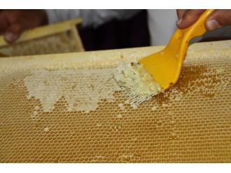 Bal Üretiminde Rekor Artış