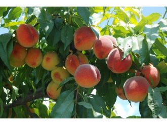 Tokat Şeftalisi Kalitesi İle Tercih Ediliyor