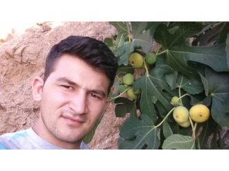 Aydın’da İncir Hasadı Başladı