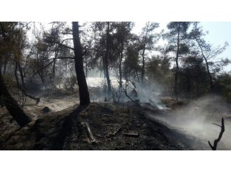 Osmaneli’de Orman Yangını