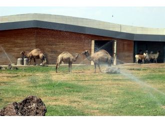 Hayvanat Bahçesi Sakinleri Böyle Serinletiliyor
