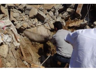 Siirt’te Ahır Çöktü