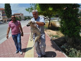 -Yaralı Köpeğe Büyükşehir Belediyesi Sahip Çıktı