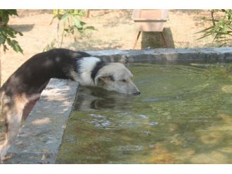 700 Köpeği İçin Havuz Yaptırdı
