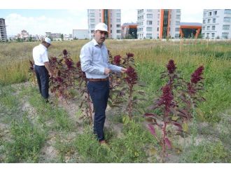 Tarım İl Müdürlüğü Araştırma Sahasında Birçok Sebze Yetiştiriyor