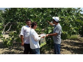 Aydın’da İncir Bahçelerinde Pestisid Kontrolü Yapıldı