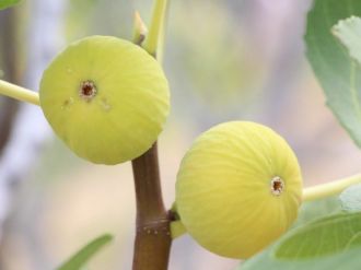 Çiftçi İncirde Koruma İstiyor