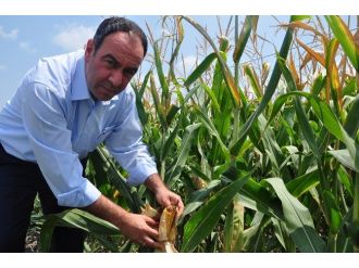 Tümer: “Mısır Taban Fiyatı Açıklanmalı”