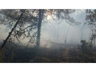 Bilecik İnhisar’da Orman Yangını