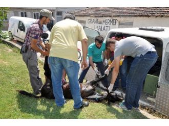 Bursa’da Demire Saplanan Tay Kurtarılamadı