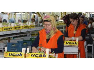 İlk Sultaniye Üzümü İhracatı Başladı