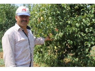 (Özel Haber) Dünya Yenişehir Armudu Yiyor