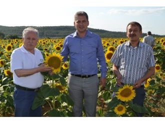 Gıda, Tarım Ve Hayvancılık Bakanlığı Trakya’daki Ayçiçek Arazilerini İnceledi