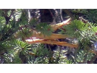 Malatya’da Yıldırım Düştü