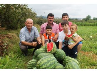 Adana’da Tarlada 10 Kuruş Olan Karpuz’un Kilosu Trabzon’da Tarlada 1,5 Tl