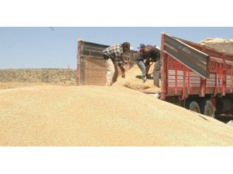 Yozgat’ta Tmo’da Hububat Alımları Sürüyor