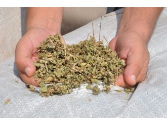 Ortaca’da Kekik Ve Adaçayı İhalesi Yapıldı