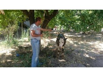 Sıcaklar Hayvanları Da Etkiliyor