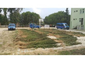 Jandarmadan Kenevir Operasyonu