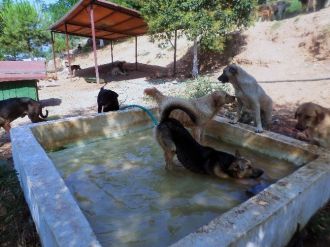 Köpekler İçin Havuz