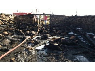 Ahırda Çıkan Yangında 240 Koyun Telef Oldu