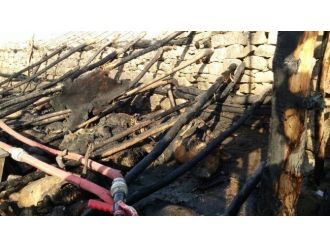 240 Koyun Telef Oldu