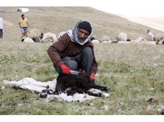 Hakkari’de Kuzu Kırpma Şenliği Sönük Geçti