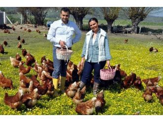 Doğal Ortamda Tavuk Çiftliği Kurdular
