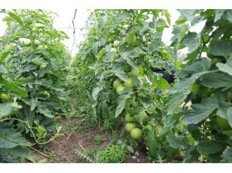 Bolu Ziraat Odası, Bebek Meyve Ormanını Ziyaret Etti