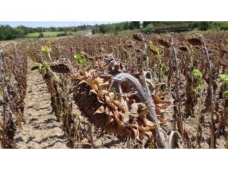 Çiftçi Yağmur Bekliyor