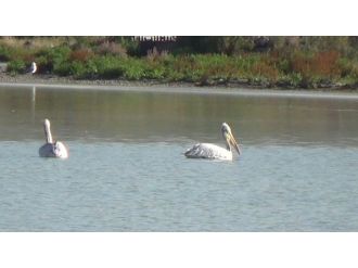 Çıldır Ve Aktaş Gölü Pelikanlara Ev Sahipliği Yapıyor