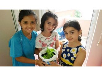 Bilgi Evleri Öğrencileri Organik Marul Yetiştirdi