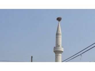 Cami Minaresindeki 30 Yıllık Leylek Yuvası