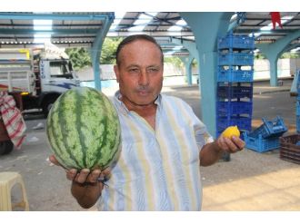 5 Kilo Karpuz Fiyatına 1 Limon