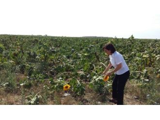 Milletvekili Usluer Sel Bölgesinde