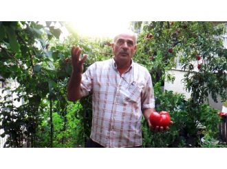 (Özel Haber) Bahçesinde 1 Kiloluk Domates Yetiştirdi