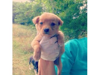 Terk Edilen Yaralı Anne Köpek Ve Yavrularına Eyüp Belediyesi Sahip Çıktı