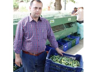 Ödemiş’te Salatalık Üreticisi İkinci Hasat İçin Gün Sayıyor
