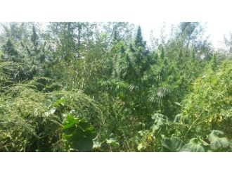 Afyonkarahisar’da 96 Kök Hint Keneviri Ele Geçirildi