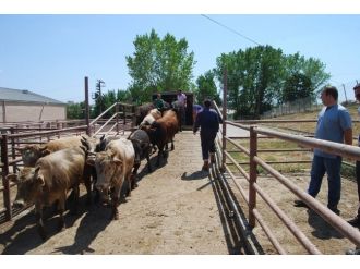 Tekirdağ’da 40 Kaçak Dana Yakalandı