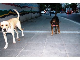 Tekirdağ’da Sahipsiz Köpekler Vatandaşları Korkutuyor