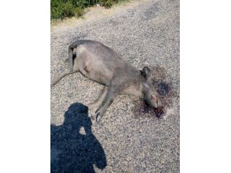 Domuzlar Dağlardan Yerleşim Yerlerine İnmeye Başladı